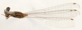 Media type: image; Entomology 12264   Aspect: habitus dorsal view